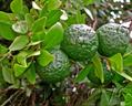 Australian lime 